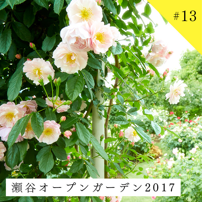 2017年5月12日〜14日、全国都市緑化よこはまフェアの一環で、瀬谷オープンガーデンが開催されました。